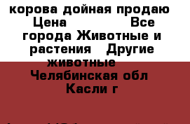 корова дойная продаю › Цена ­ 100 000 - Все города Животные и растения » Другие животные   . Челябинская обл.,Касли г.